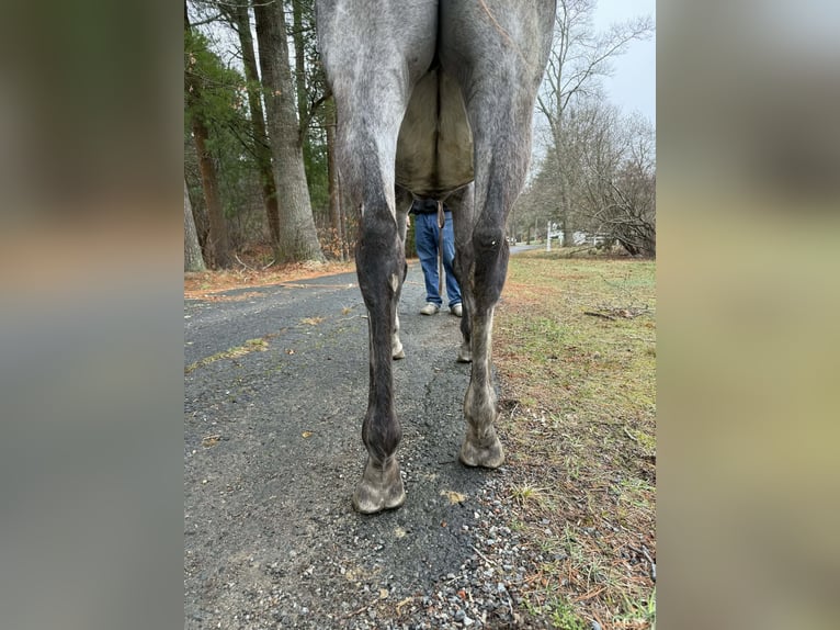 Thoroughbred Mare 9 years 16,1 hh Grey in Plympton