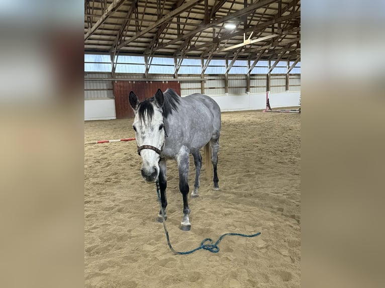 Thoroughbred Mare 9 years 16,1 hh Grey in Plympton