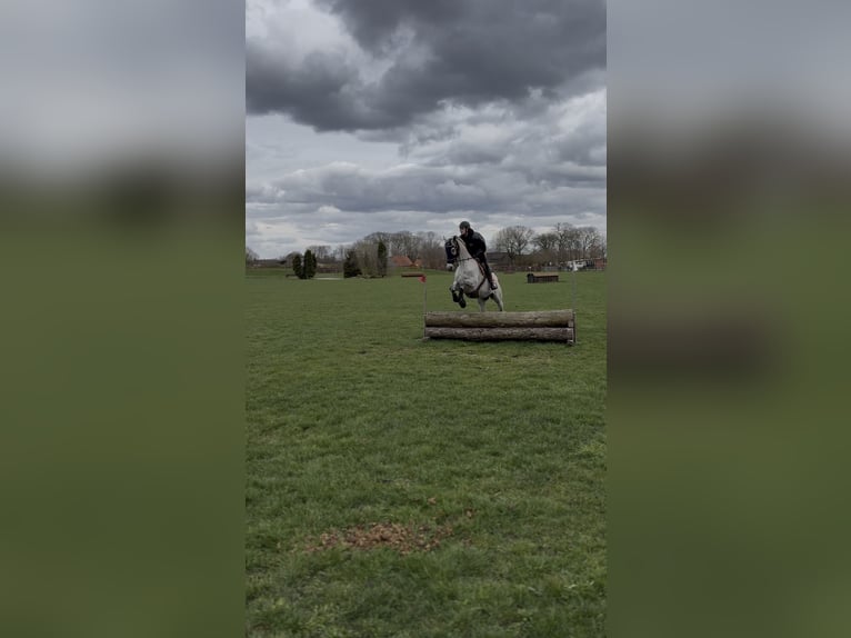 Thoroughbred Mare 9 years 16,2 hh Grey-Fleabitten in Hemsloh