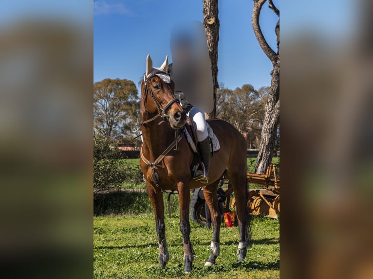 Thoroughbred Mare 9 years 17 hh Brown in Pomezia