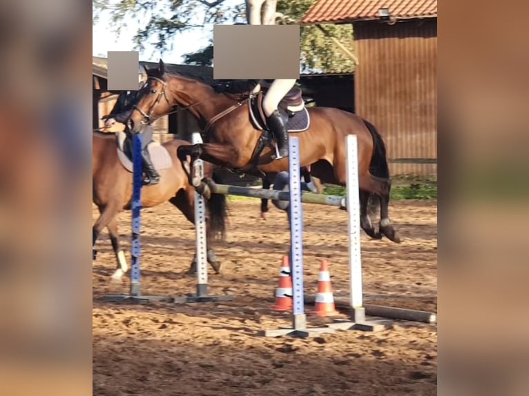 Thoroughbred Mare 9 years 17 hh Brown in Pomezia