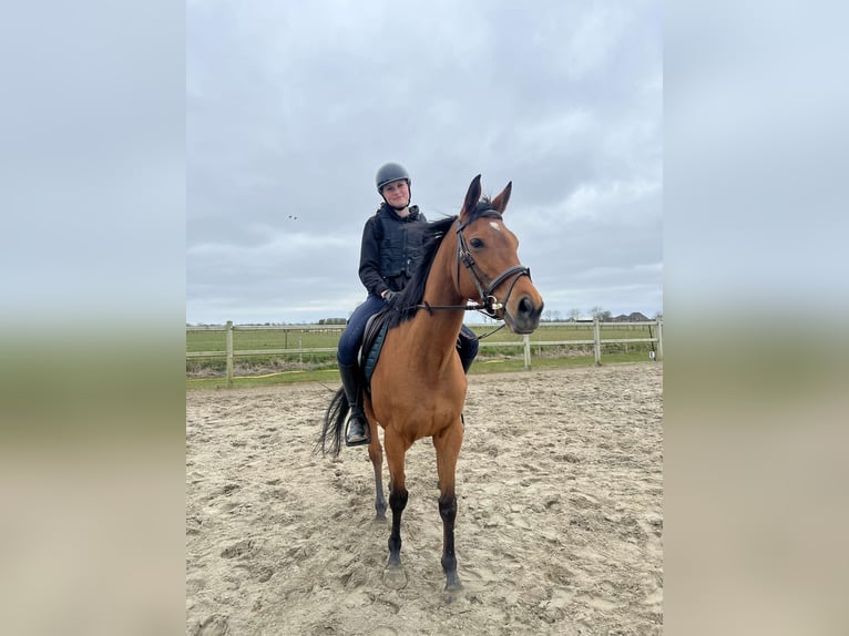 Thoroughbred Mare 9 years Brown in Sint Maarten