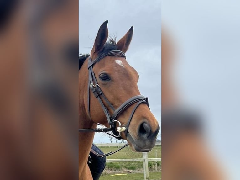 Thoroughbred Mare 9 years Brown in Sint Maarten