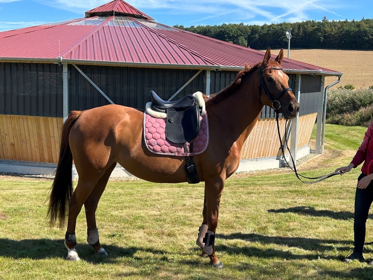 Thoroughbred Mare 9 years Chestnut-Red in Lamspringe