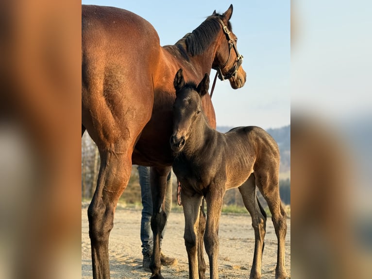 Thoroughbred Mare Foal (03/2026) 11.2 hh Black in Eugendorf