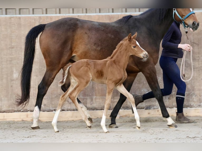 Thoroughbred Mare Foal (03/2024) Chestnut-Red in Bad Oldesloe