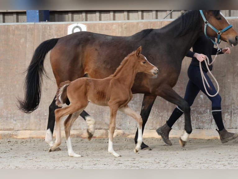 Thoroughbred Mare Foal (03/2024) Chestnut-Red in Bad Oldesloe