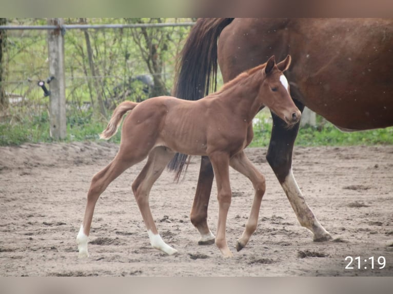 Thoroughbred Mare Foal (04/2026) Chestnut-Red in Spieka