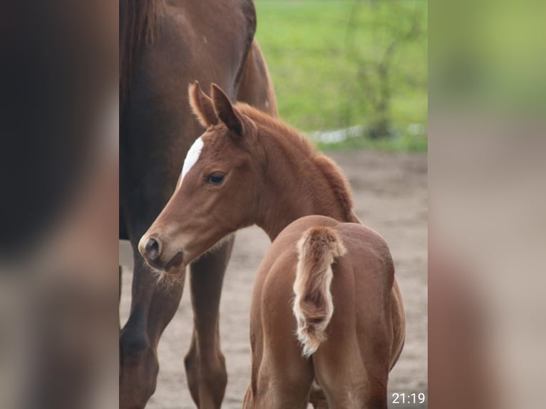 Thoroughbred Mare Foal (04/2026) Chestnut-Red in Spieka
