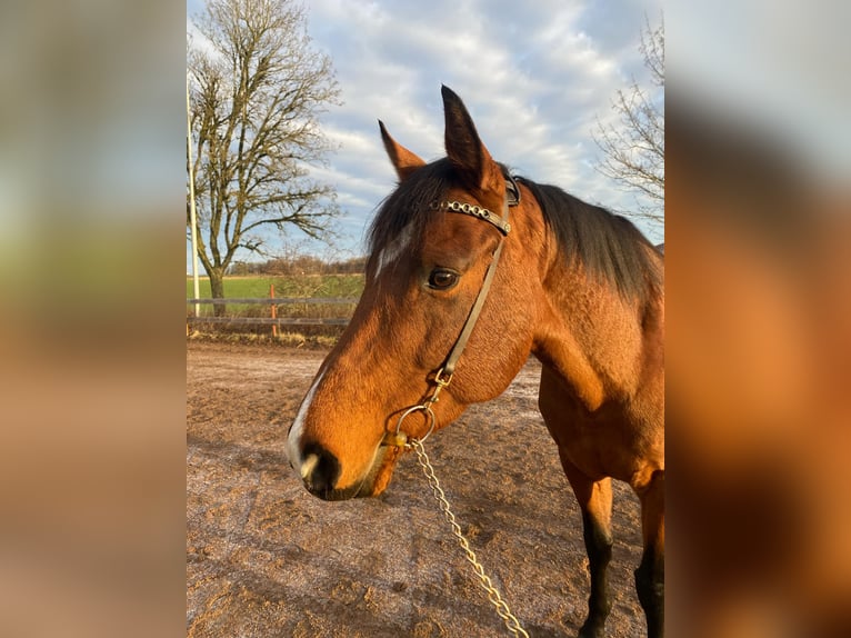 Thoroughbred Stallion 10 years 15.2 hh Brown in Vadstena