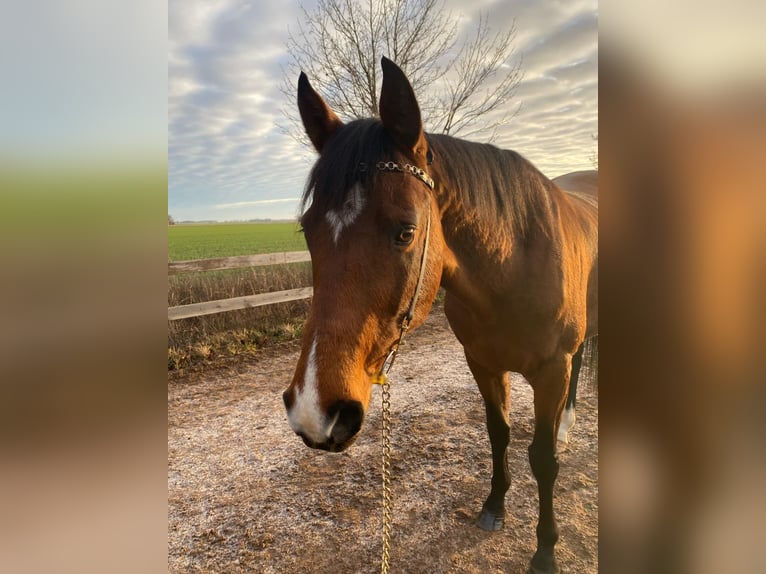 Thoroughbred Stallion 10 years 15,2 hh Brown in Vadstena