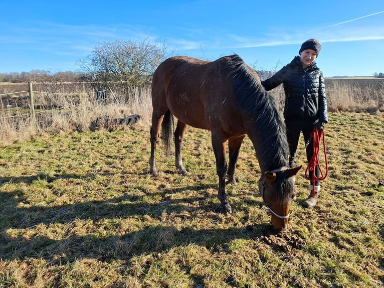 Thoroughbred Stallion 10 years 15,2 hh Brown in Vadstena