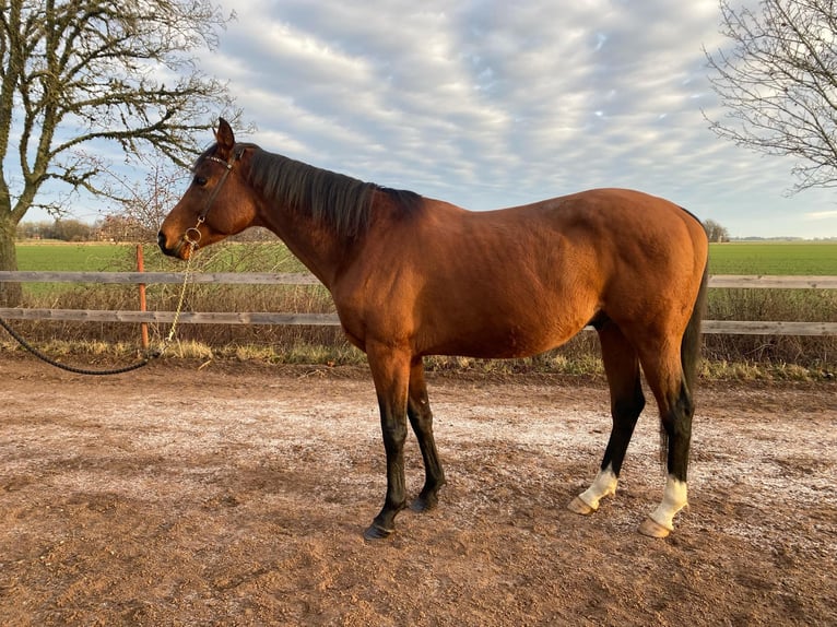 Thoroughbred Stallion 10 years 15,2 hh Brown in Vadstena