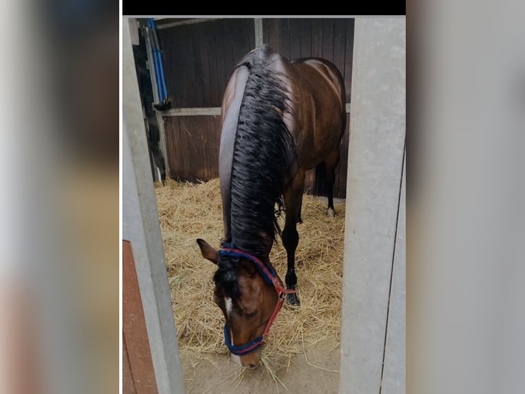 Thoroughbred Stallion 10 years 16.1 hh Brown in Werne