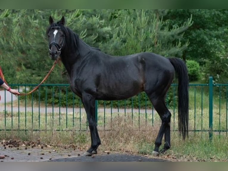 Thoroughbred Stallion 11 years 15,2 hh in Reichenwalde Dahmsdorf