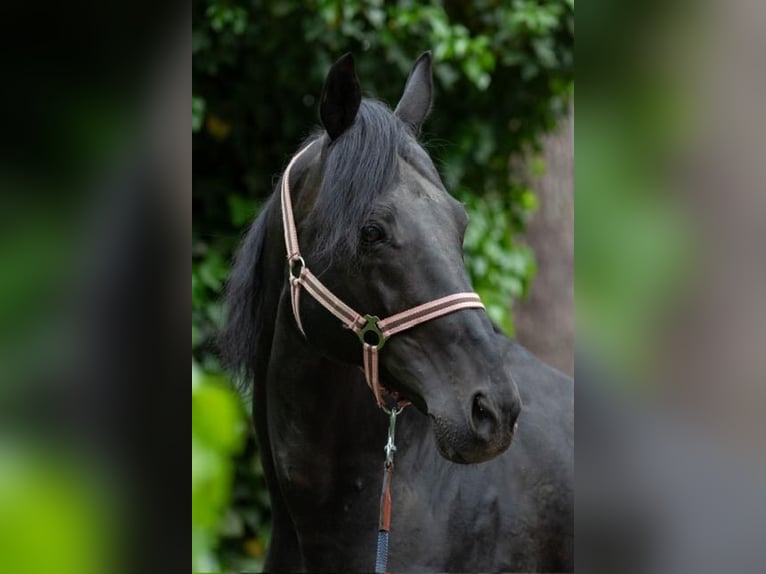 Thoroughbred Stallion 12 years 15,1 hh in Reichenwalde Dahmsdorf