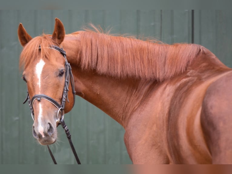 Thoroughbred Stallion 14 years 16 hh Chestnut-Red in Lohmen