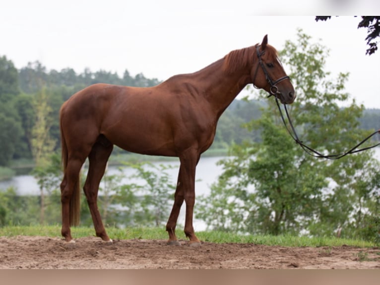 Thoroughbred Stallion 14 years 16 hh Chestnut-Red in Lohmen