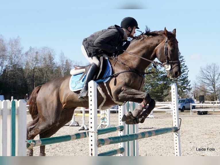 Thoroughbred Stallion 14 years Chestnut in &#x160;i&#x16B;pariai