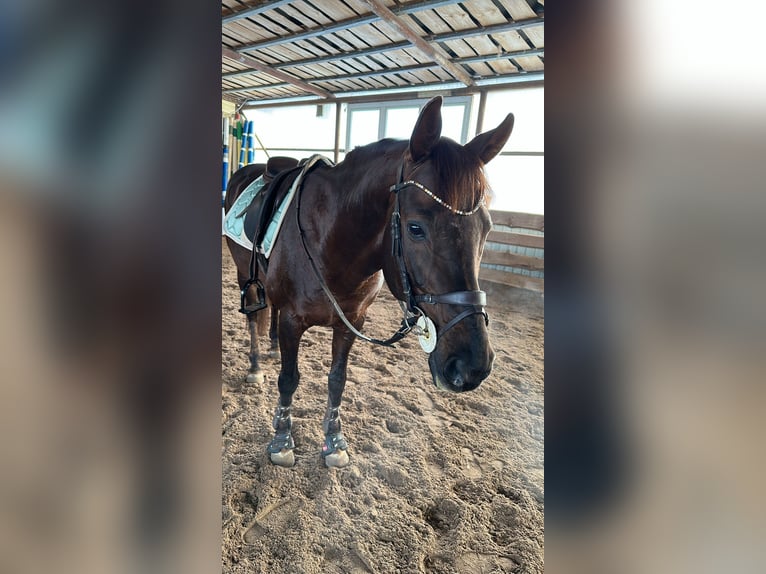 Thoroughbred Stallion 14 years Chestnut in &#x160;i&#x16B;pariai