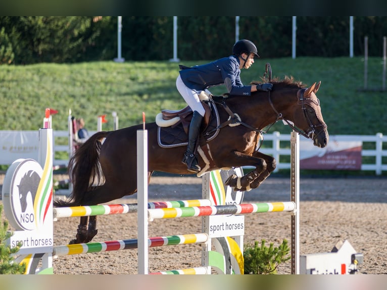 Thoroughbred Stallion 14 years Chestnut in &#x160;i&#x16B;pariai