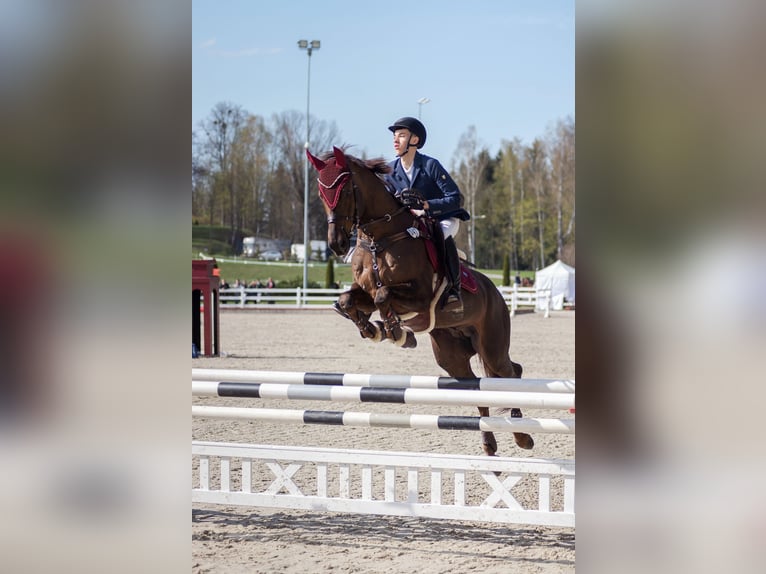 Thoroughbred Stallion 14 years Chestnut in &#x160;i&#x16B;pariai