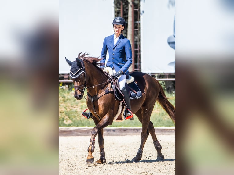 Thoroughbred Stallion 14 years Chestnut in &#x160;i&#x16B;pariai