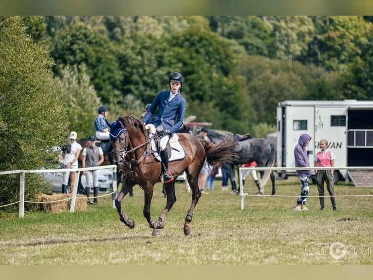 Thoroughbred Stallion 14 years Chestnut in &#x160;i&#x16B;pariai