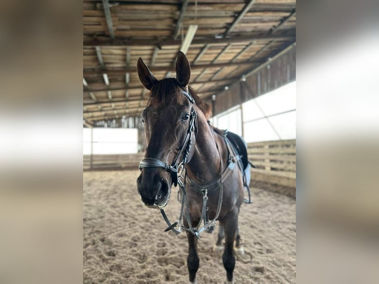 Thoroughbred Stallion 14 years Chestnut in &#x160;i&#x16B;pariai