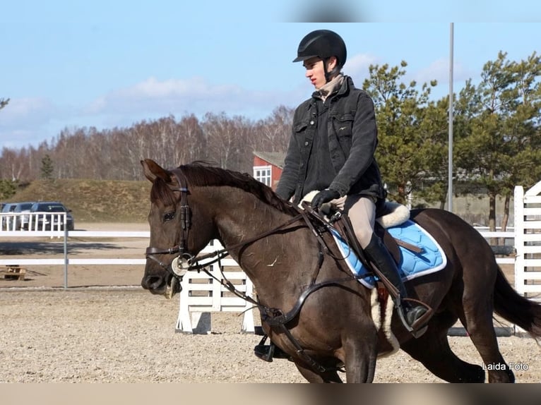 Thoroughbred Stallion 14 years Chestnut in &#x160;i&#x16B;pariai