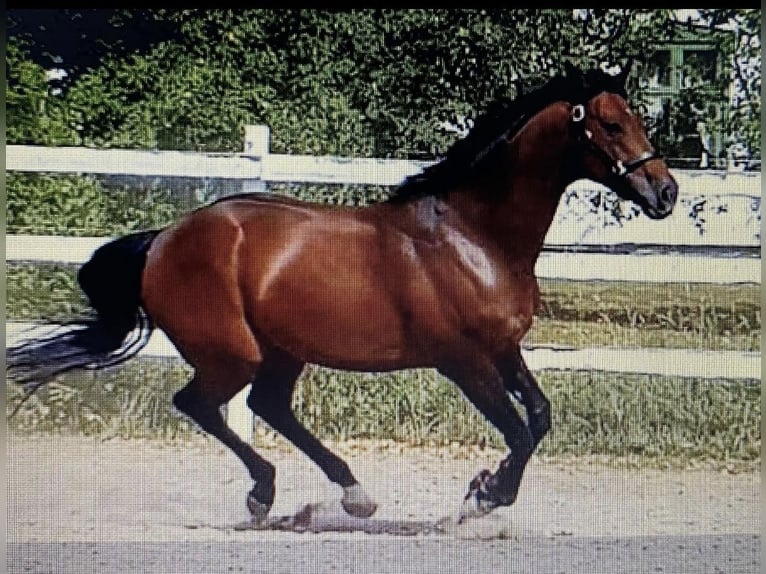 Thoroughbred Stallion 15 years 16 hh Brown in Enebakk