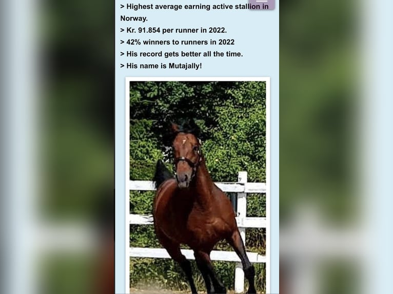 Thoroughbred Stallion 15 years 16 hh Brown in Enebakk