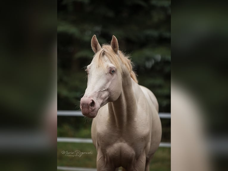 Thoroughbred Stallion 16 years 15,2 hh Perlino in Beaumont-Pied-de-Buf