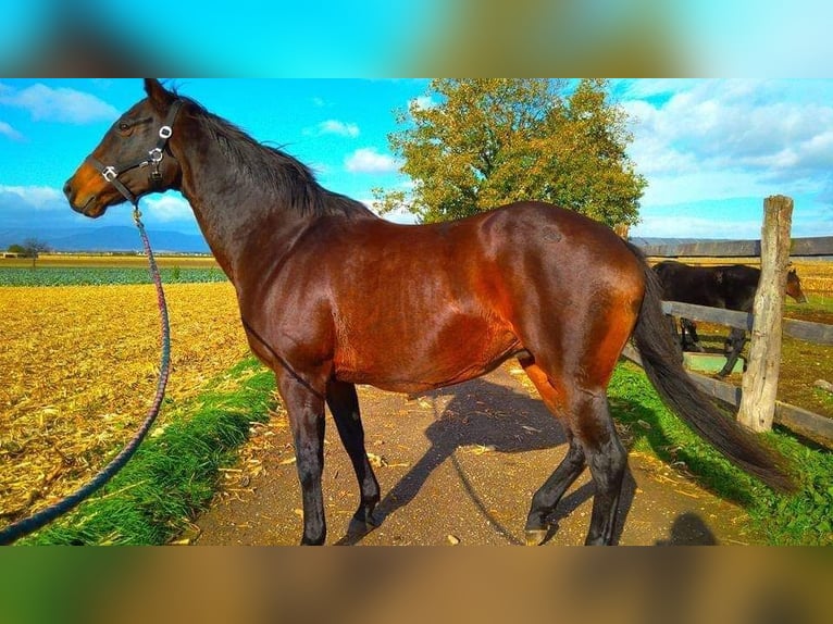 Thoroughbred Stallion 18 years 15,2 hh Smoky-Black in OSTHOUSE