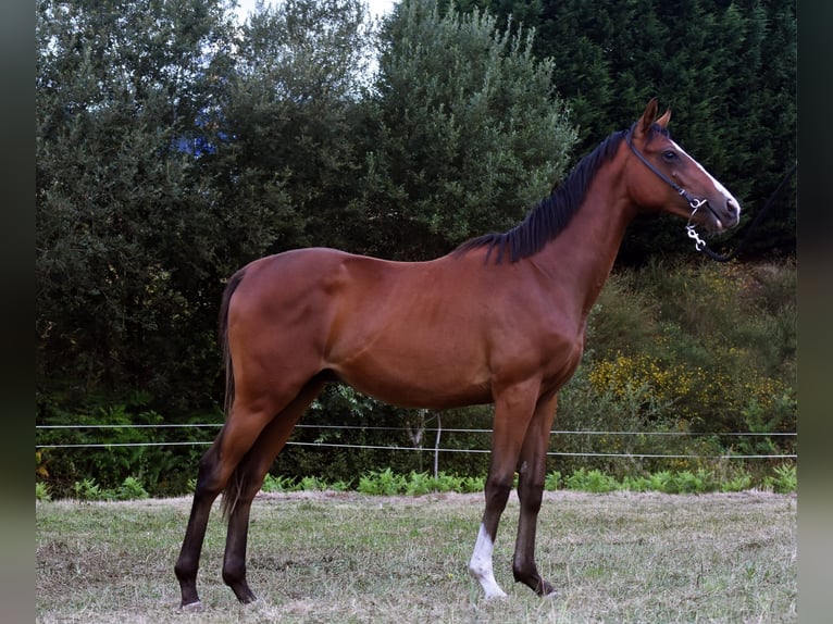 Thoroughbred Stallion 1 year 14,2 hh Brown in Ames