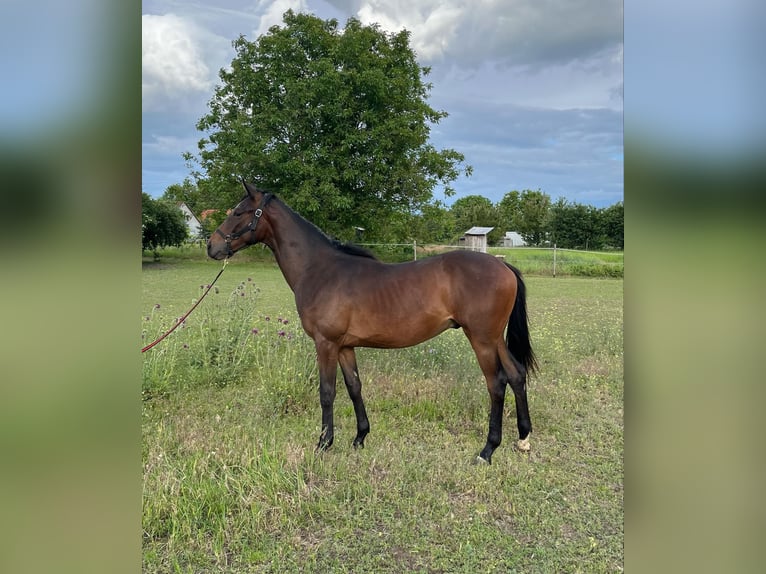 Thoroughbred Stallion 1 year 14,1 hh Brown in Nagyk&#x151;r&#xF6;s