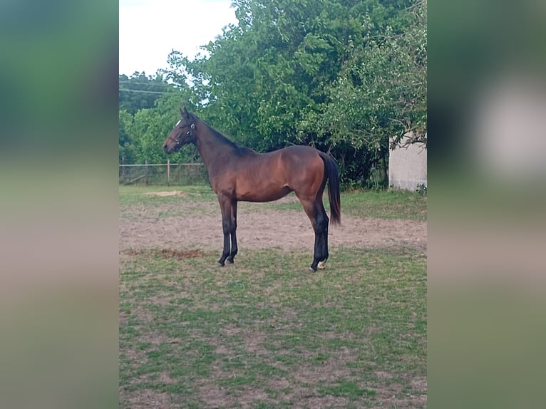 Thoroughbred Stallion 1 year 14,1 hh Brown in Nagyk&#x151;r&#xF6;s