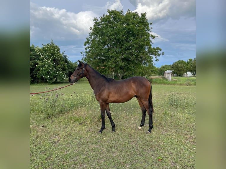 Thoroughbred Stallion 1 year 14,1 hh Brown in Nagyk&#x151;r&#xF6;s