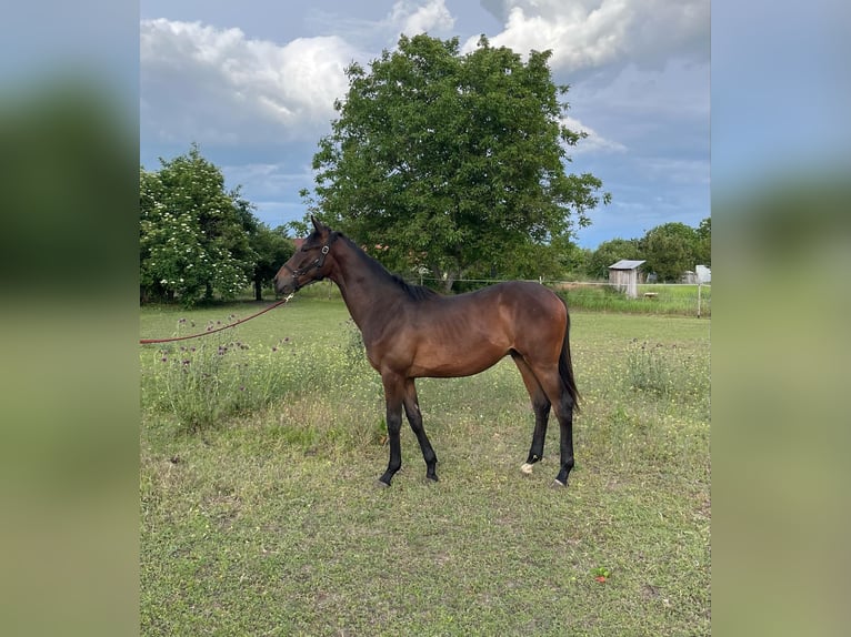 Thoroughbred Stallion 1 year 14,1 hh Brown in Nagyk&#x151;r&#xF6;s