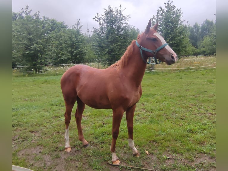 Thoroughbred Stallion 1 year 15,2 hh Chestnut-Red in Grimma