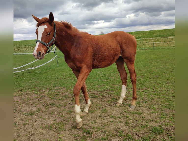 Thoroughbred Stallion 1 year 15,2 hh Chestnut-Red in Grimma
