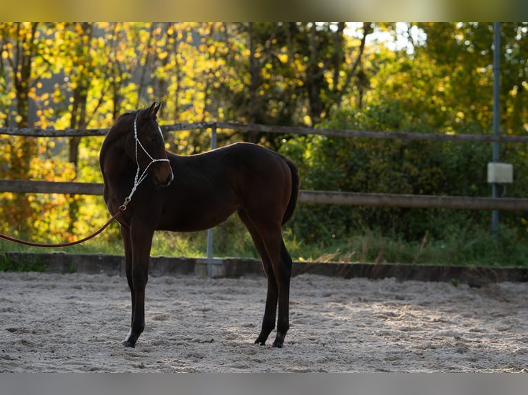 Thoroughbred Stallion 1 year Bay-Dark in Osterburken