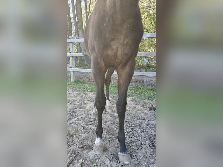 Thoroughbred Stallion 1 year Brown in Neustadt an der Orla