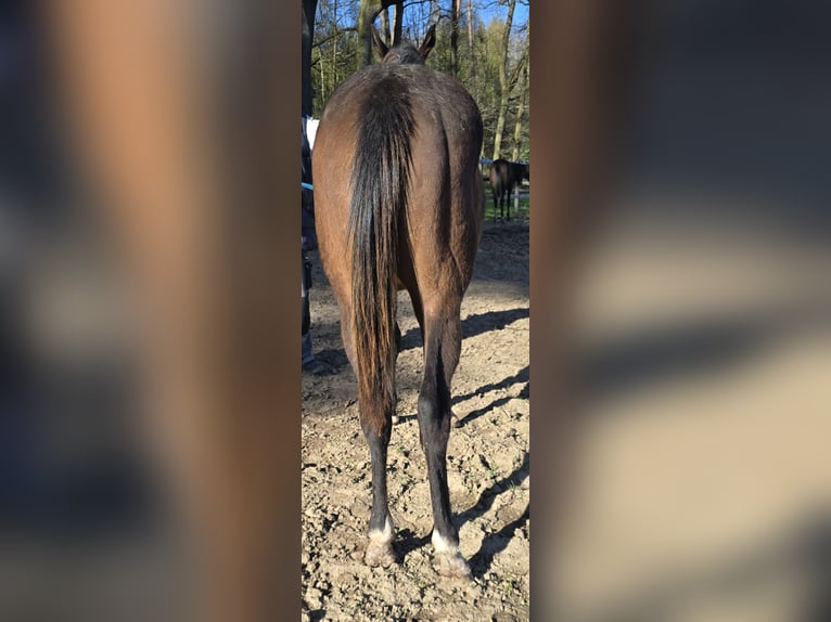 Thoroughbred Stallion 1 year Brown in Neustadt an der Orla