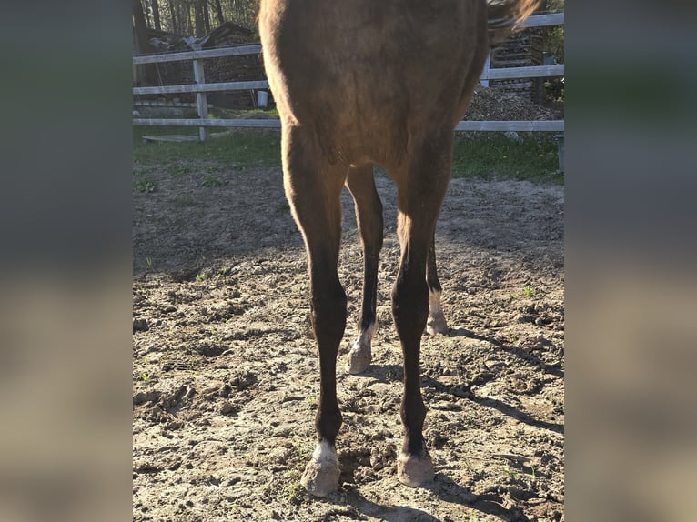 Thoroughbred Stallion 1 year Brown in Neustadt an der Orla