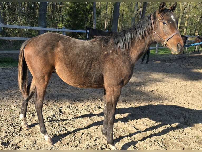 Thoroughbred Stallion 1 year Brown in Neustadt an der Orla