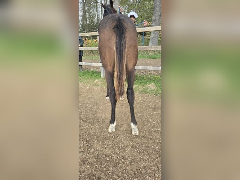 Thoroughbred Stallion 1 year Brown in Neustadt an der Orla
