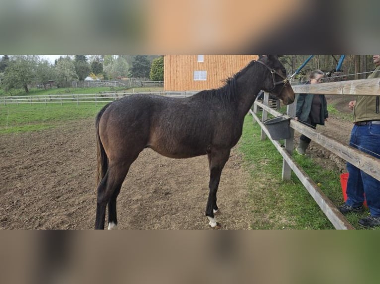 Thoroughbred Stallion 1 year Brown in Neustadt an der Orla