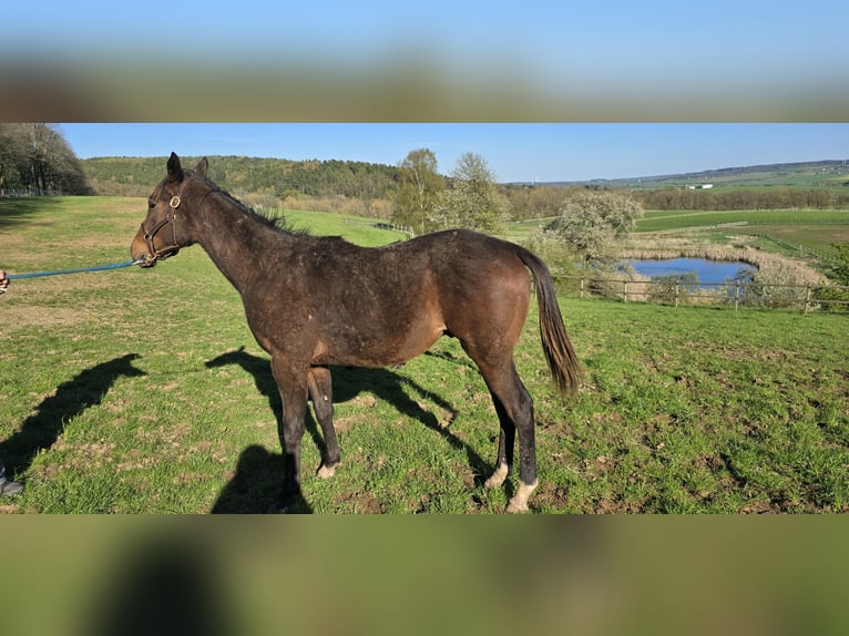 Thoroughbred Stallion 1 year Brown in Neustadt an der Orla
