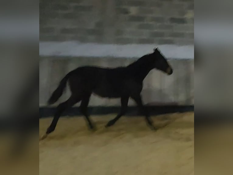 Thoroughbred Stallion 1 year Brown in Homberg (Efze)